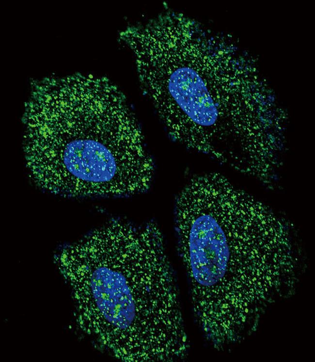 UGT2B15 Antibody in Immunocytochemistry (ICC/IF)