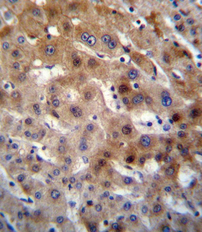 UGT2B15 Antibody in Immunohistochemistry (Paraffin) (IHC (P))