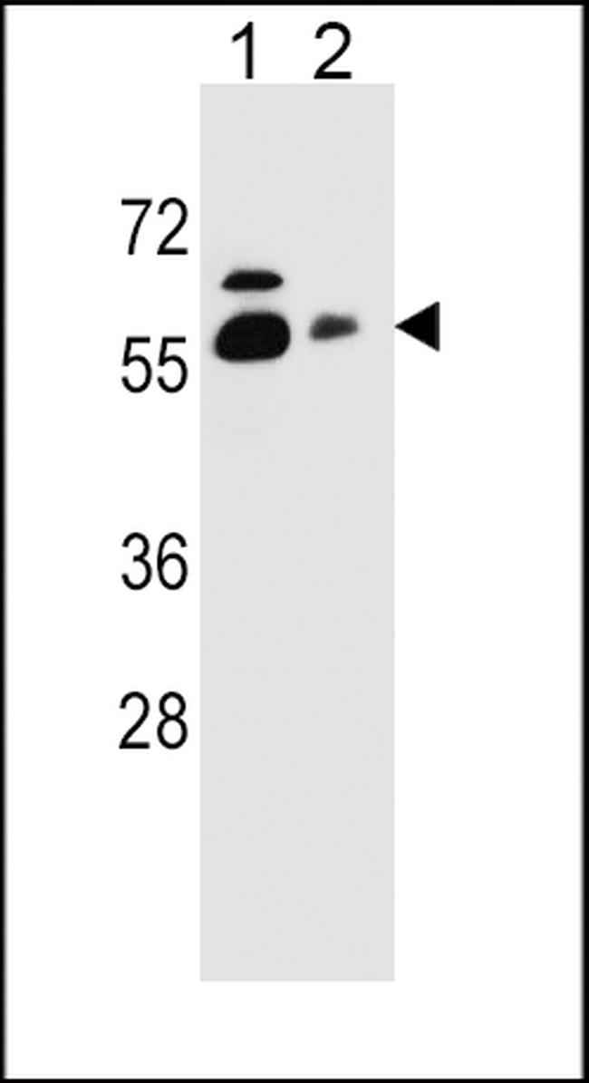 SLC23A1 Antibody in Western Blot (WB)