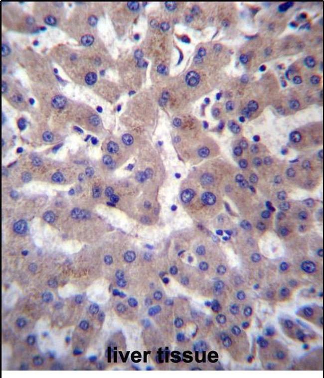 PRCP Antibody in Immunohistochemistry (Paraffin) (IHC (P))