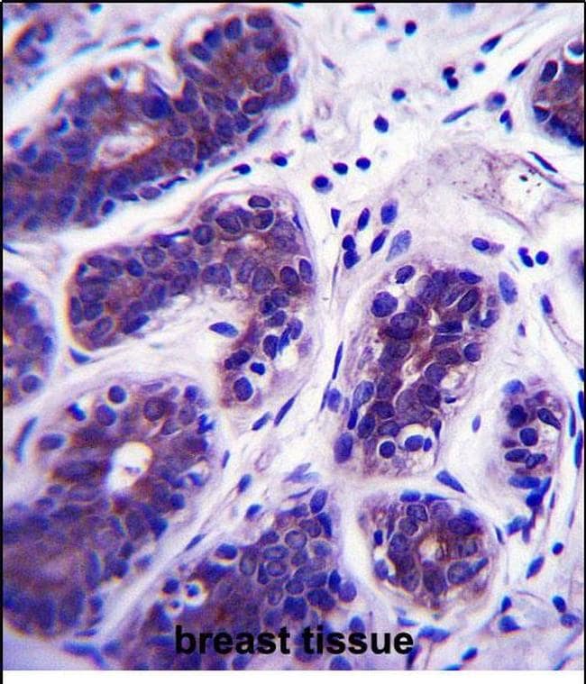 GDPD3 Antibody in Immunohistochemistry (Paraffin) (IHC (P))