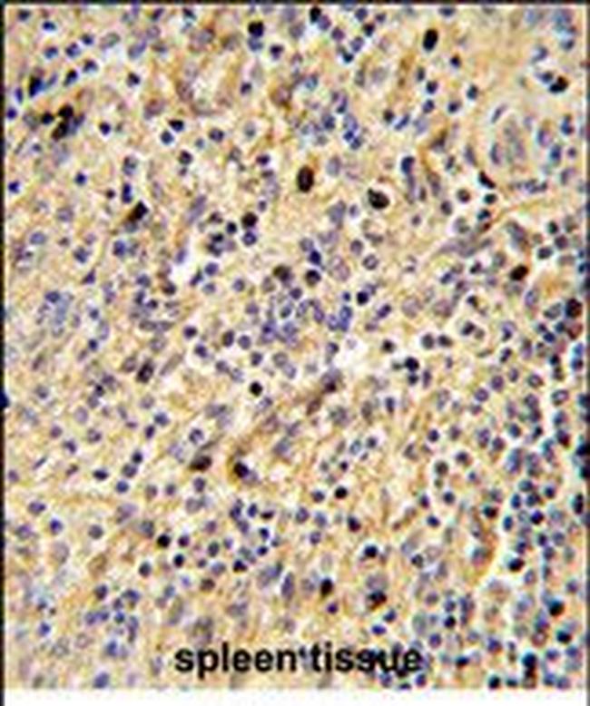 SIGLEC12 Antibody in Immunohistochemistry (Paraffin) (IHC (P))