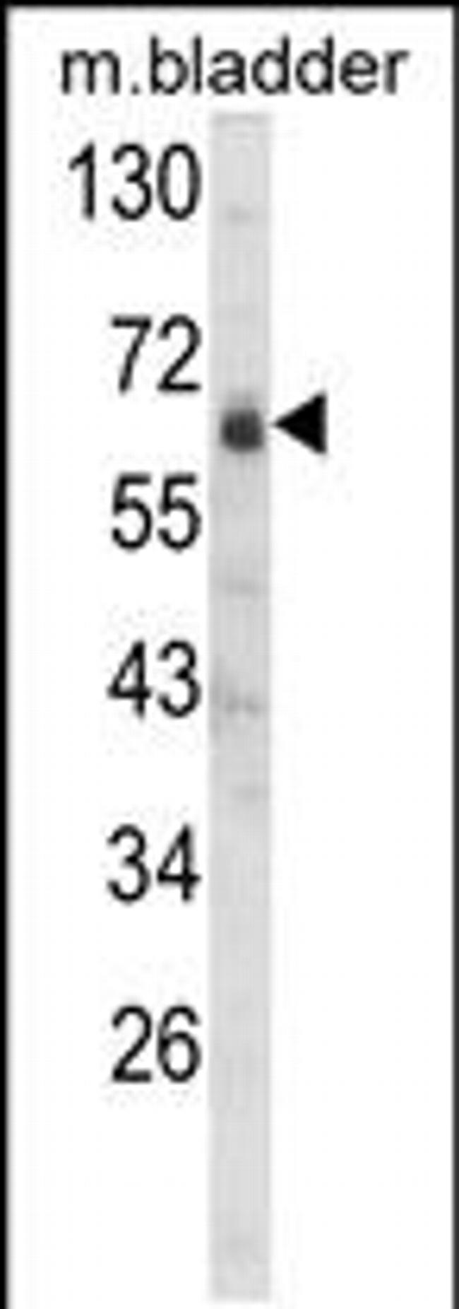 SIGLEC12 Antibody in Western Blot (WB)