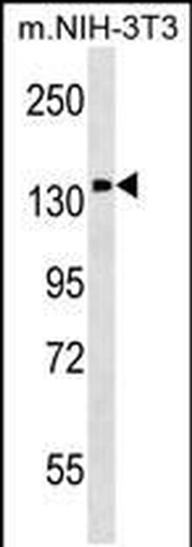 PITPNM1 Antibody in Western Blot (WB)