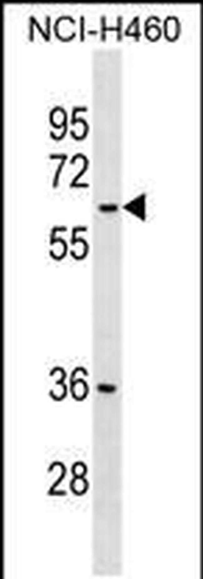 MDH1B Antibody in Western Blot (WB)