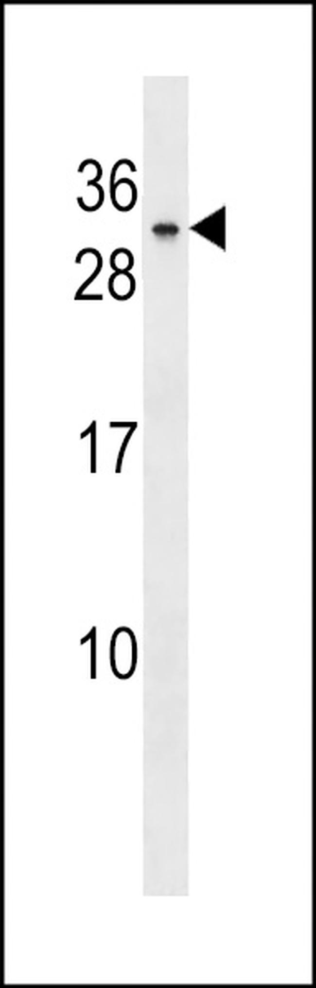 BHLHA9 Antibody in Western Blot (WB)