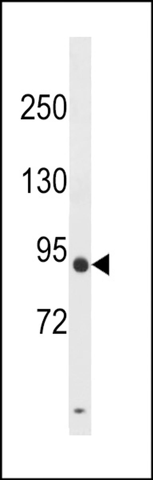 DPY19L3 Antibody in Western Blot (WB)