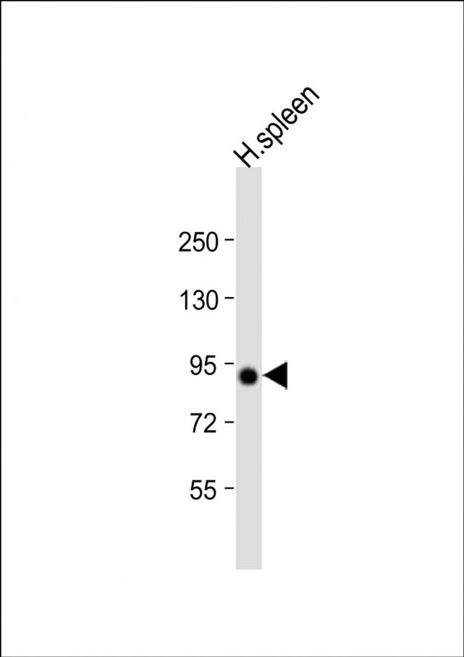 VAC14 Antibody in Western Blot (WB)