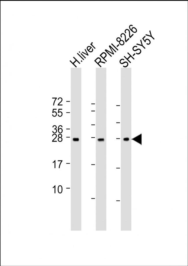 NT5M Antibody in Western Blot (WB)