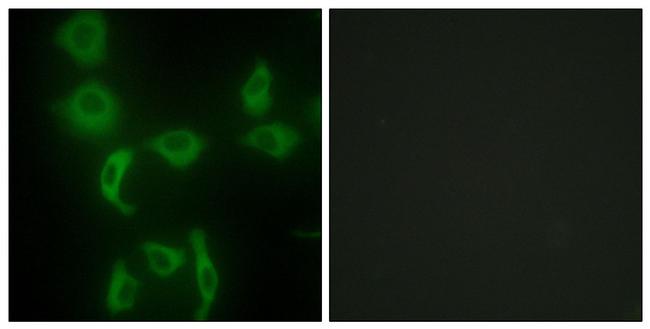 IARS2 Antibody in Immunocytochemistry (ICC/IF)