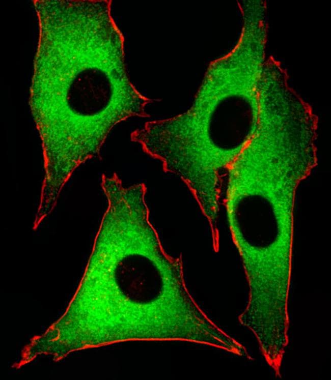 GSS Antibody in Immunocytochemistry (ICC/IF)