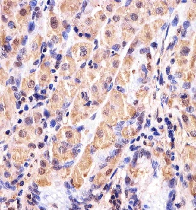 GSS Antibody in Immunohistochemistry (Paraffin) (IHC (P))