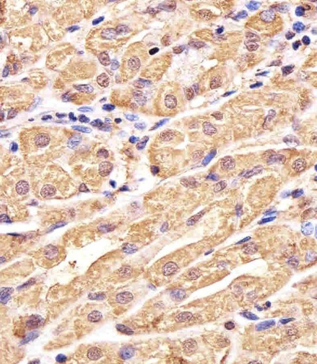 GSS Antibody in Immunohistochemistry (Paraffin) (IHC (P))