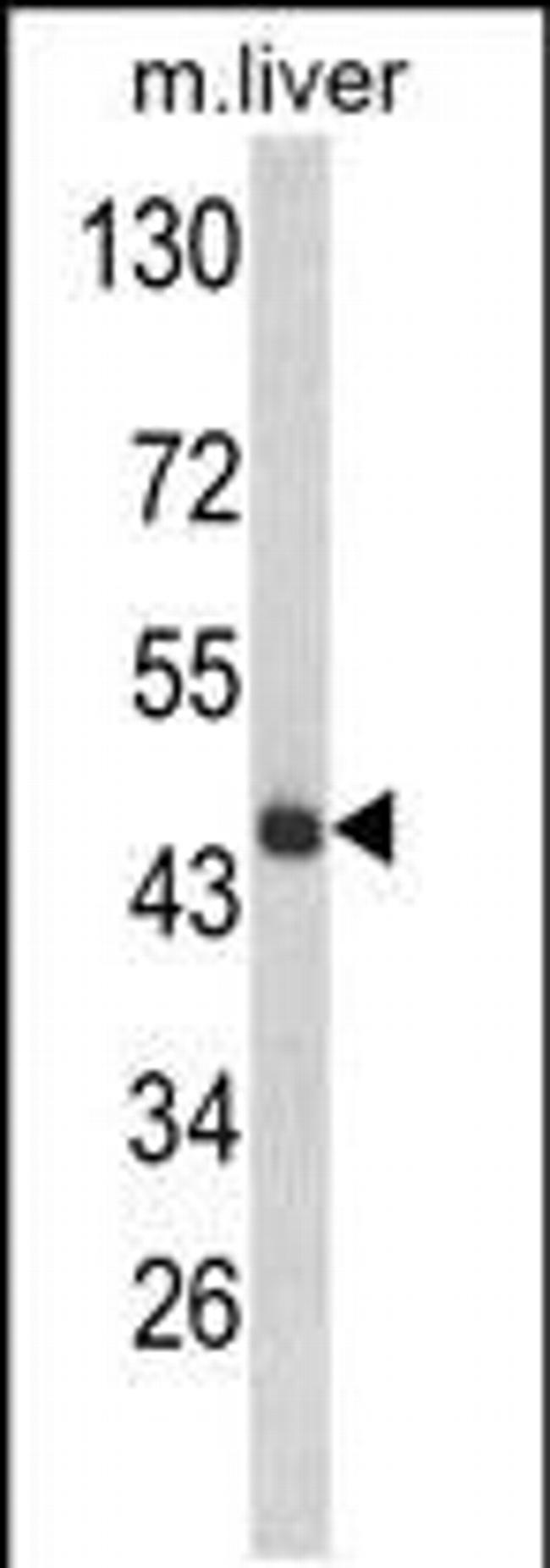 HPD Antibody in Western Blot (WB)