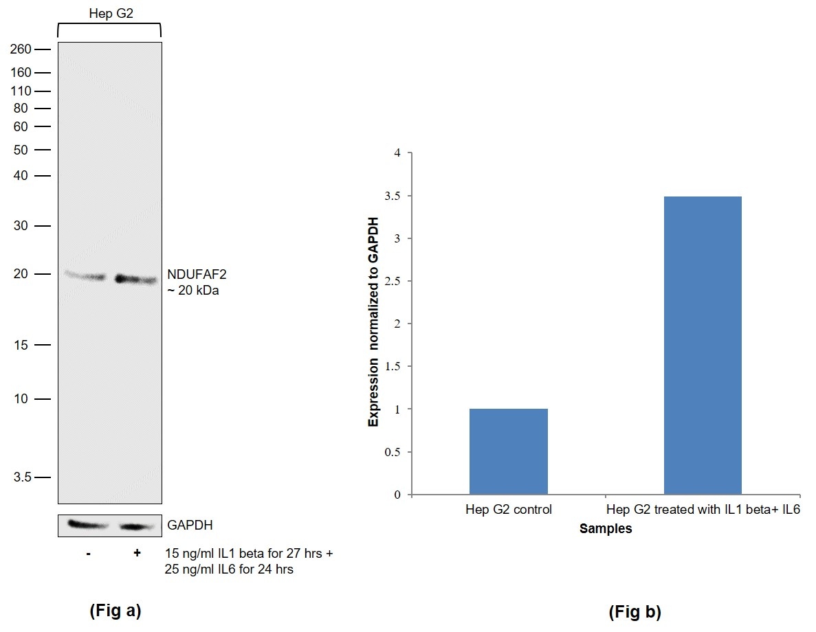 NDUFAF2 Antibody