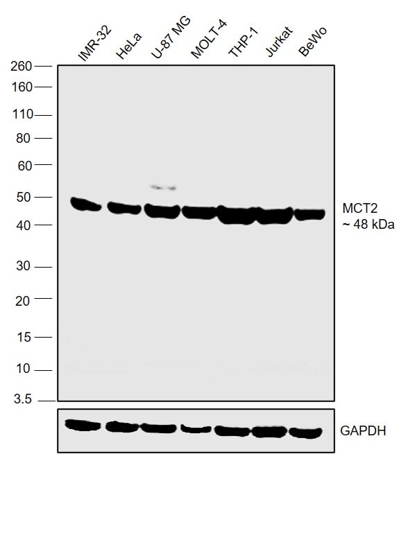 MCT2 Antibody