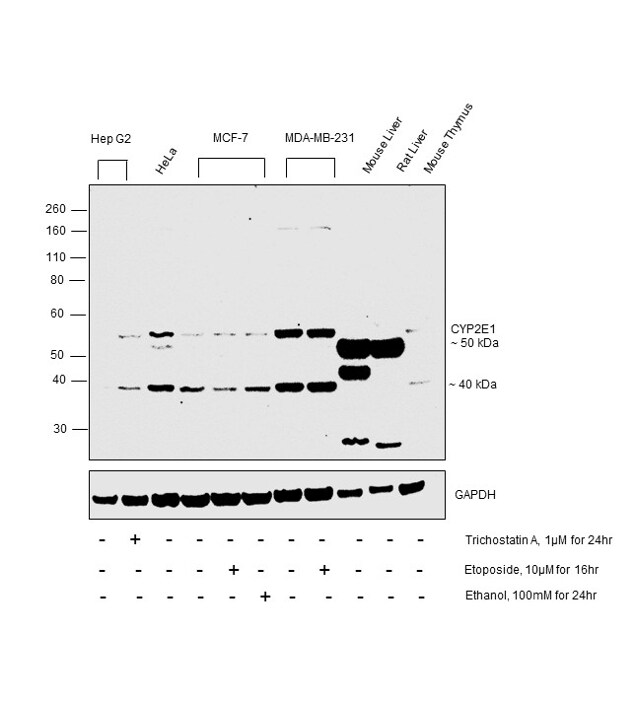 CYP2E1 Antibody in Western Blot (WB)