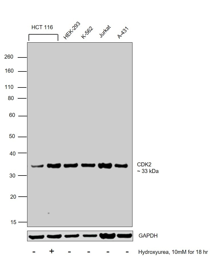 blueprint cdk2