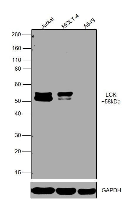 LCK Antibody (PA5-78039)