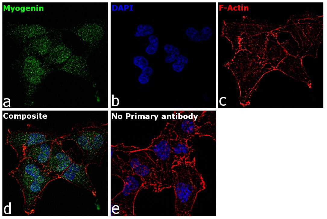 Myogenin Antibody (PA5-78067)