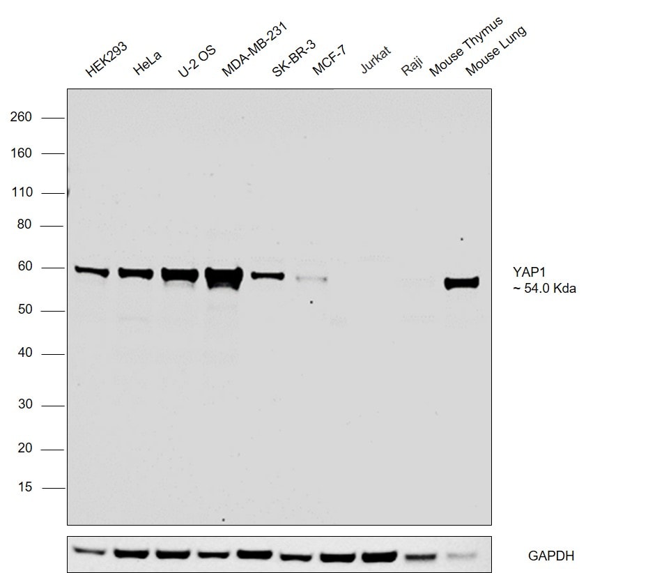 YAP1 Antibody (PA5-78321)