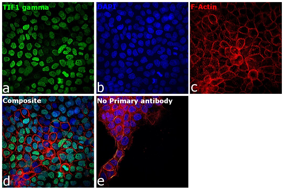 TIF1 gamma Antibody (PA5-78496)