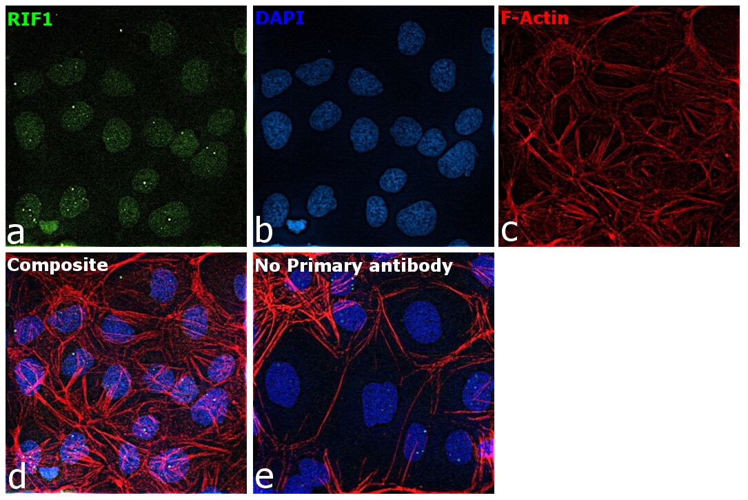 RIF1 Antibody (PA5-78522)