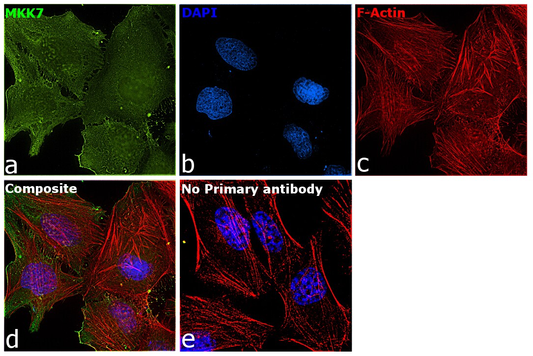 MKK7 Antibody (PA5-79628)