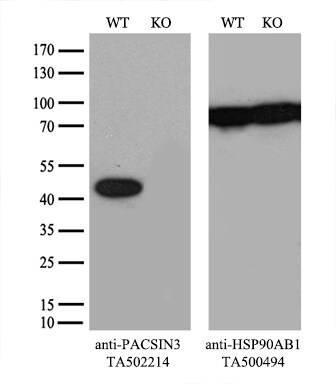 PACSIN3 Antibody
