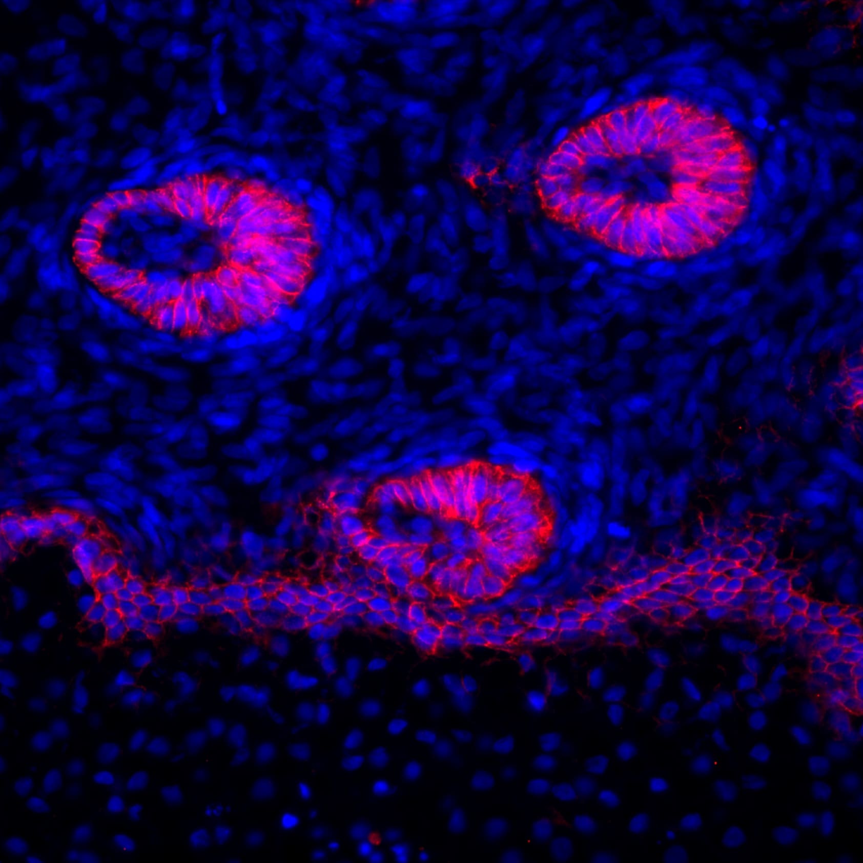 P-cadherin Antibody (32-4000)