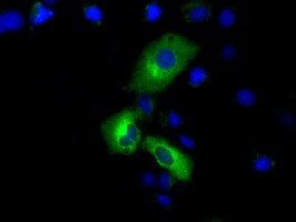 PDE4A Antibody in Immunocytochemistry (ICC/IF)