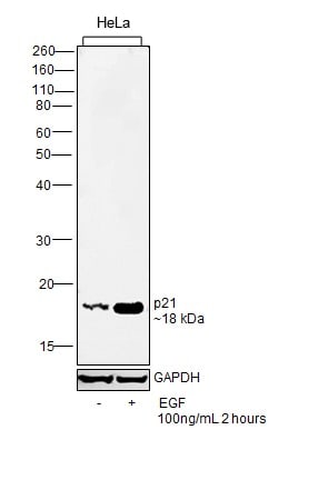 Human EGF Protein in Functional assay (FN)