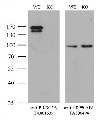 PIK3C2A Antibody