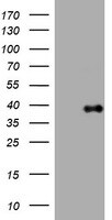PIK3C2A Antibody in Western Blot (WB)