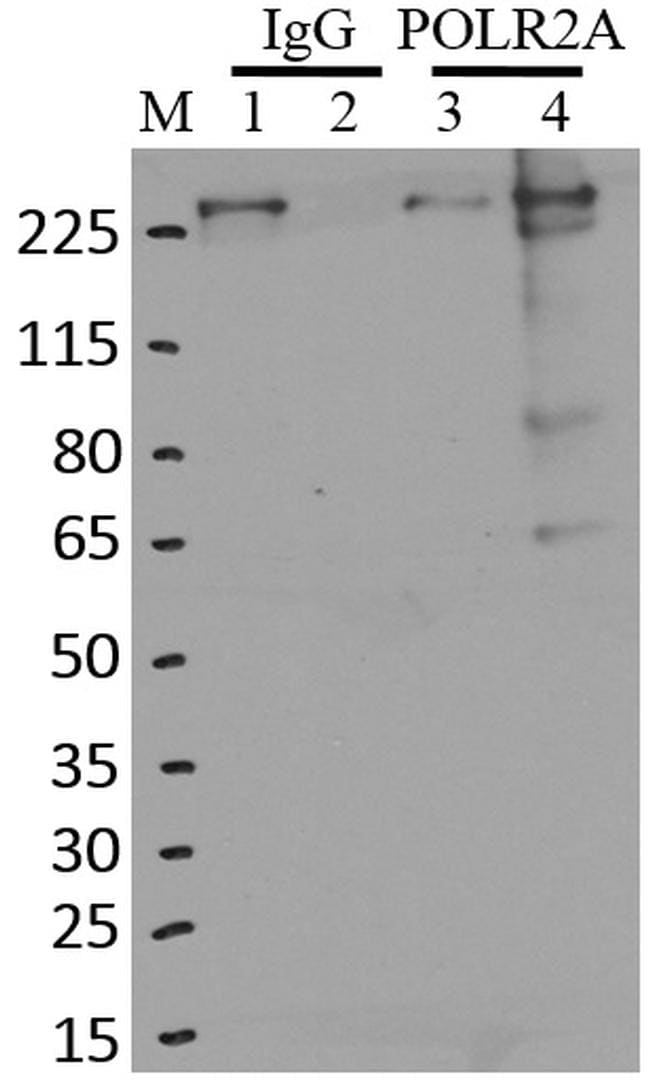 Phospho-RNA pol II CTD (Ser5) Antibody in Immunoprecipitation (IP)