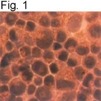 PRDX4 Antibody in Immunocytochemistry (ICC/IF)