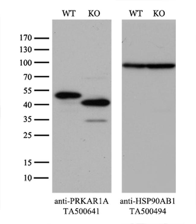 PRKAR1A Antibody in Western Blot (WB)