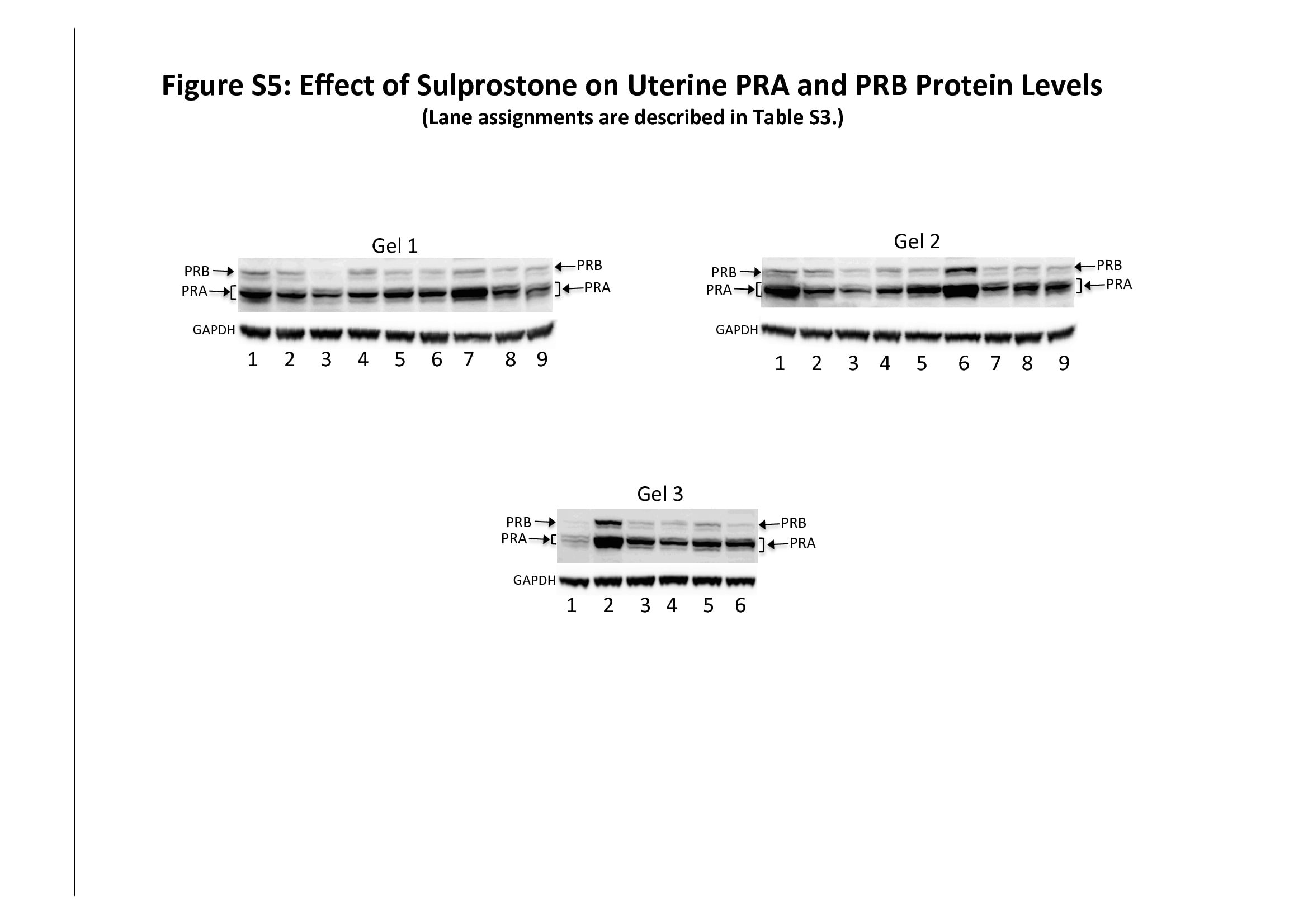 Progesterone