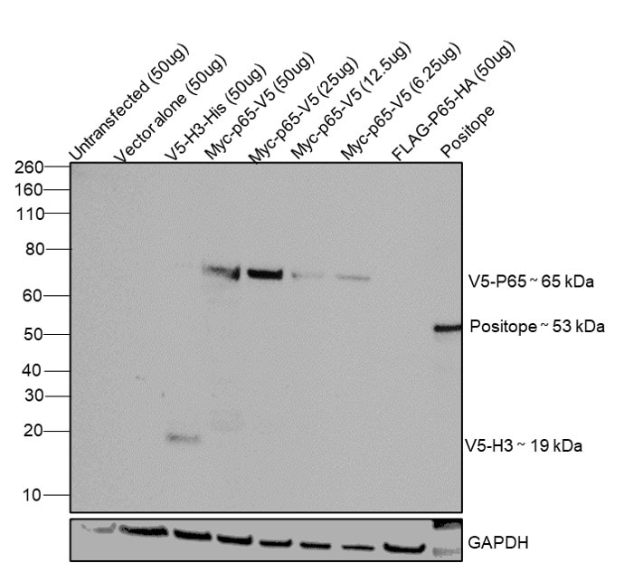 V5 Antibody R960 25