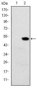 RBP4 Antibody in Western Blot (WB)