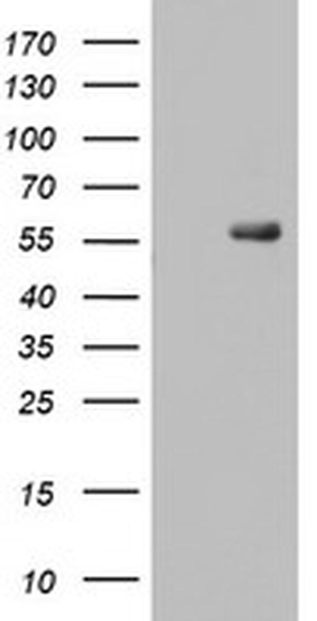 Ripk3 Antibody Ta803093