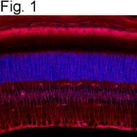 CRALBP Antibody in Immunohistochemistry (Frozen) (IHC (F))