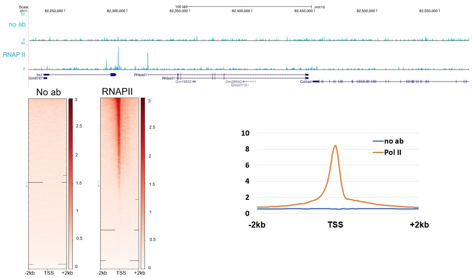Phospho-RNA pol II CTD (Ser5) Antibody in CUT&RUN (C&R)