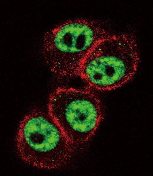 RUNX1 Antibody (PA5-12409)