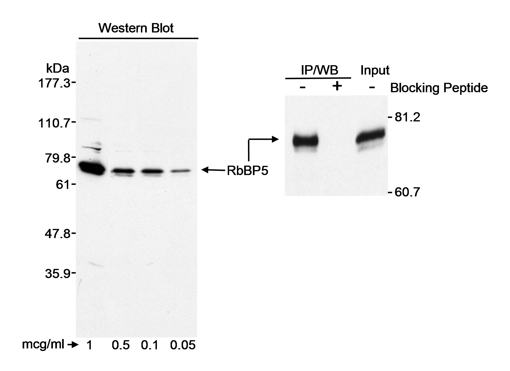 RbBP5 Antibody (A300-109A)