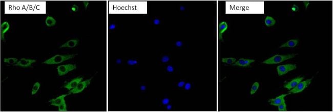 RhoA/RhoB/RhoC Antibody in Immunocytochemistry (ICC/IF)