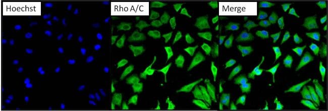 RhoA/RhoC Antibody in Immunocytochemistry (ICC/IF)