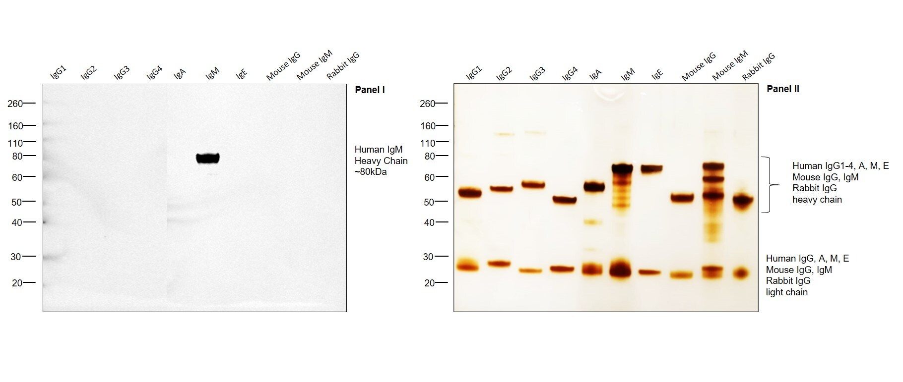 Human IgM Secondary Antibody in Western Blot (WB)