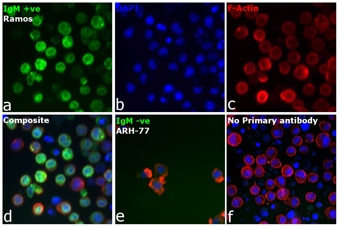 Human IgM Secondary Antibody