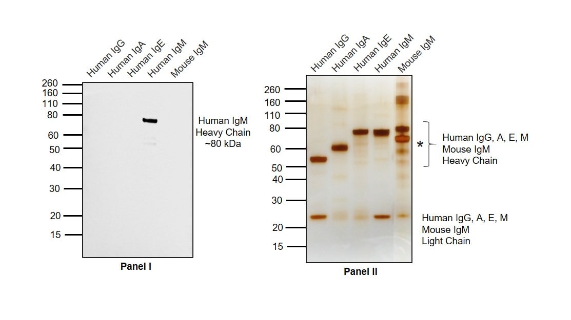 Human IgM Secondary Antibody